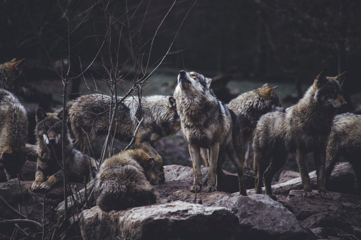Nutrirsi di bellezza lupi